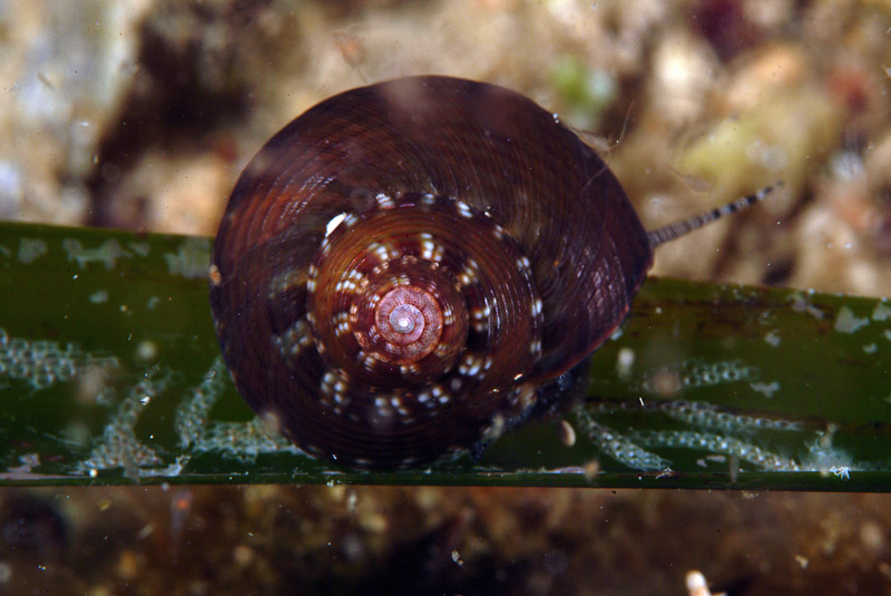 PROSOBRANCHI - Sopra le foglie di posidonia